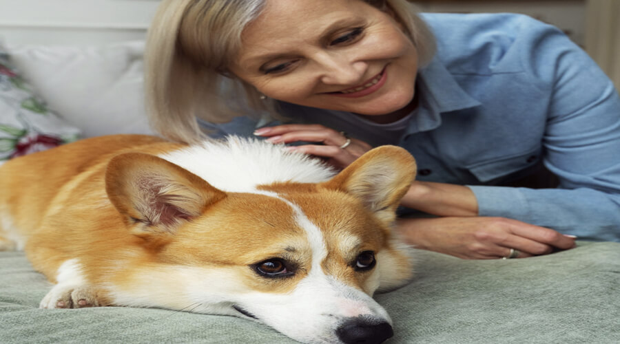 The Best Small Dog Breeds for Seniors: Low Maintenance and Loving Companions